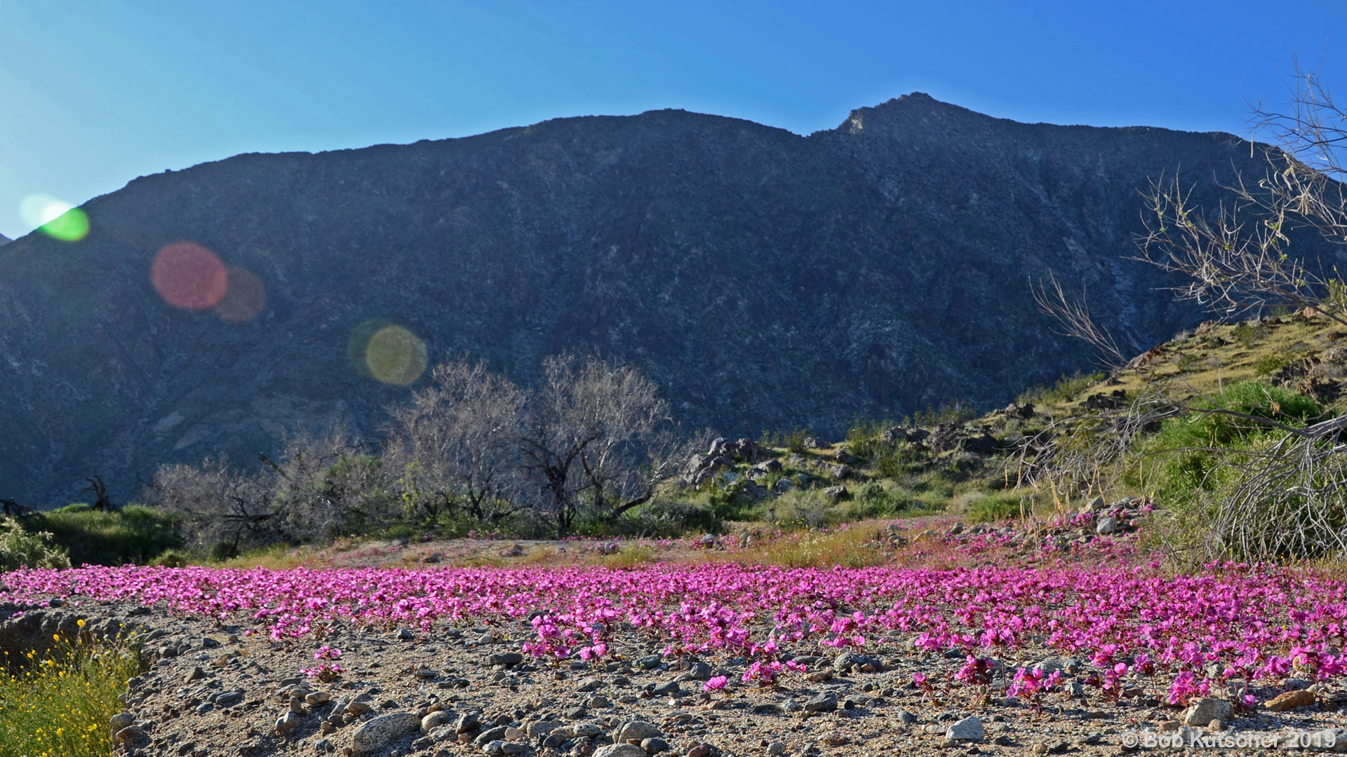 Borrego Springs, CA Superbloom 2019